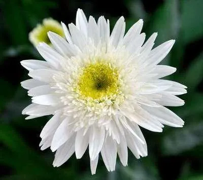 Immagine prodotto di 6 x Leucanthemum (m) 'Wirral Supreme' - Marguerite - vaso 9 x 9 cm