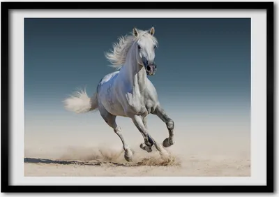 Produktbild von Bild - Bilder - Bilderrahmen - 70 cm x 50 cm - MDF-Rahmen, Wandkunst Weißes Pferd im Galopp