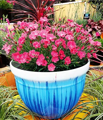 Produktbild von BALDUR Garten 3x Winterharte Bodendecker-Nelke Vivid®, Pflanzen im 9x9 cm-Topf, winterharte Polsterstaude, Gartennelke, mehrjährig, pflegeleicht, Wasserbedarf gering, blühend, Dianthus Hybride