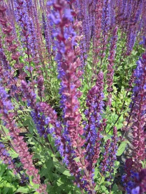 Produktbild von Garten Salbei Caradonna - Salvia nemorosa