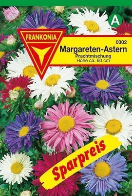 Produktbild von Margareten-Astern
