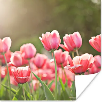 Produktbild von MuchoWow® Poster Tulpen - Sonne - Frühling 100x100 cm - Babyzimmer