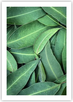 Produktbild von Poster - Poster ohne Rahmen - Blätter Eukalyptus Natur - 50x70 cm - Wand Bild - Wanddeko - Wandbilder - Kunstposter - Wandposter - Bilder - Kunstdruck - Wanddekoration - Wandbild - P2XPA50x70-4933