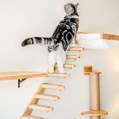 Produktbild von Kletterregal Wandmontiert Vierstufige Katzenleiter mit Jute Kratzfläche für Katzen Plattform Zubehör, Katze
