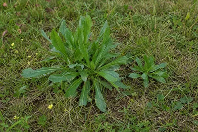 Produktbild von SaatPilot Lactuca virosa 100 Samen Gift-Lattich