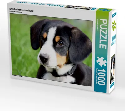 Produktbild von Calvendo Entlebucher Sennenhund 1000 Teile Puzzle quer 640x480mm, CALVENDO; 7282672