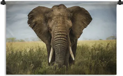 Produktbild von MuchoWow® Wandteppich Wandbehang Elefant - Tiere - Gras 120x80 cm Tapisserie Dekoration Wandtuch - Wanddekorationen - Wandtücher
