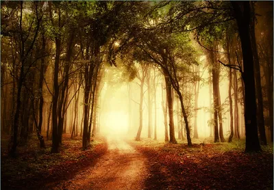 Produktbild von Wallario Fototapete Vliestapete, seidenmatte Oberfläche, einfache Verarbeitung, Größe 300 x 210 cm, Motiv Sonnenuntergang auf dem Waldweg
