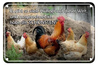 Produktbild von Blechschild Spruch 18x12cm es gibt so viele Hühner und