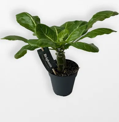 Produktbild von BALDUR Garten 2x Hawaii-Palme, Pflanzen im 12 cm-Topf, viele, kleine, gelbe Sternblüten, Zimmer- & Balkonpflanze für Ihr Zuhause, Palme im Miniaturformat, wunderschöner Blickfang