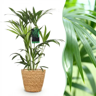 Produktbild von Howea Forsteriana - Kentia Palm - Pflegeleicht - Grün - mit Korb - 80-85cm - Ø19cm - Zimmerpflanze - Komplettes Set - Pflanze mit Topf