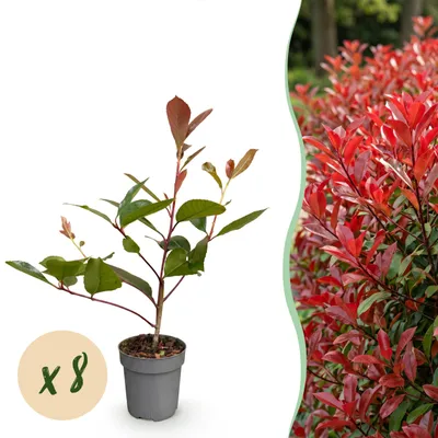 Produktbild von Heckenpflanzen - Photnia fraseri Red Robin - Blatt rot grün - 8 Pflanzen - 1 laufender Meter - immergrün - Topf 9cm Höhe 30-35cm - 25-35cm - Ø12cm - Gartenpflanze