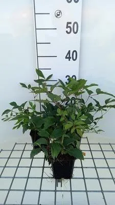 Obrázek produktu pro 6 x Astilbe (a) 'Anita Pfeifer' - nádherná ledviníková vikev - květináč 9 x 9 cm
