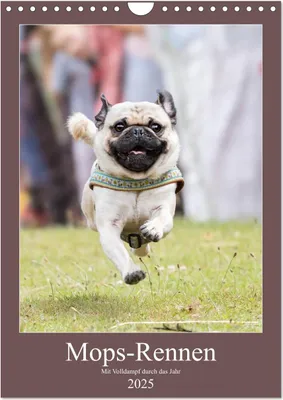 Produktbild von Mops-Rennen (Wandkalender 2025 DIN A4 hoch), CALVENDO Monatskalender