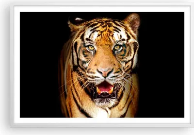 Produktbild von Gerahmtes Poster - Weißer Rahmen - tiger tier - 91,5x61 cm - Wand Bild - Wanddeko - Wandbilder - Kunstposter - Wandposter - Bilderrahmen - Bilder - Kunstdruck - Wandbild - P2WAA91x61-4103