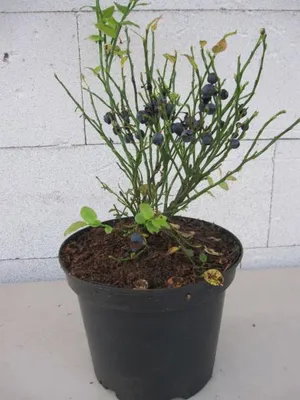Produktbild von Vaccinium myrtillus - Heimische Blaubeere - Wilde Blaubeere