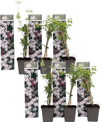 Zdjęcie produktu dla Jaśmin gwiazdkowy - 6 szt - Jasminum 'Officinale'  - W25-40cm - ⌀9cm