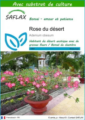 Image de SAFLAX  - Rose du désert - 8 graines - Avec substrat - Adenium