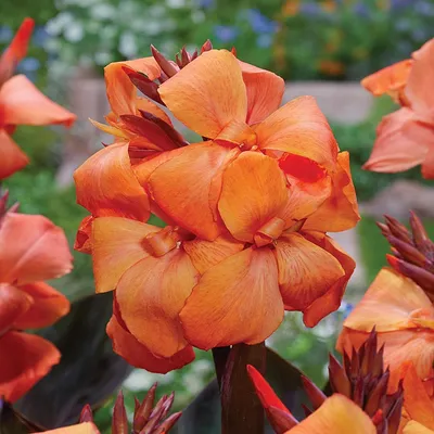 Immagine prodotto di Canna Kanna Paciorecznik Panache Black 1 pezzo di piantina di canna