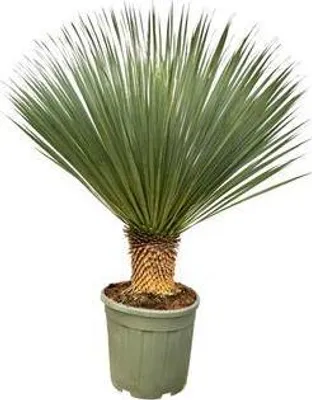 Immagine prodotto di Yucca Rostrata - Pianta da appartamento - Altezza circa 100cm - Pianta esotica