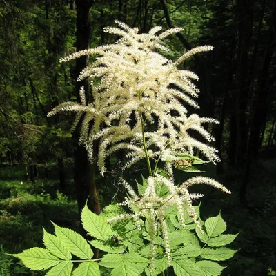 Obrázok produktu pre 6 x zimolez lesný - Aruncus dioicus | kvetináč 9cm x 9cm