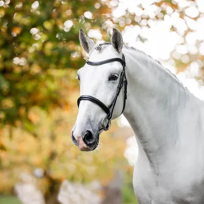 Zdjęcie produktu dla Upięże Horseware Cavesson - rozmiar dla koni ciepłokrwistych - kolor czarny