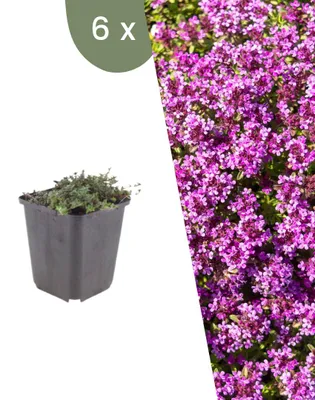 Produktbild von Plants by Frank | 6 Kriechthymian 'Coccineus' Pflanzen | Thymus Praecox 'Coccineus' | Bodendecker | Winterhart | Mehrjährig | Gartenpflanzen