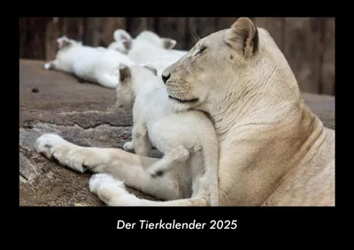 Produktbild von Der Tierkalender 2025 Fotokalender DIN A3
