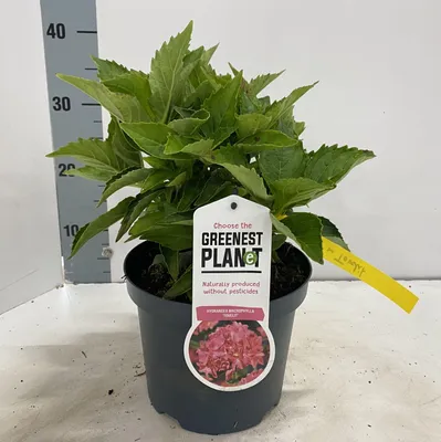 Image de Hydrangea macr. « Tovelit »  - Hortensia | 20-25 cm en pot
