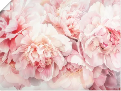 Produktbild von ARTland Poster Rosa Farbene Pfingstrosen Aquarell Größe: 80x60 cm