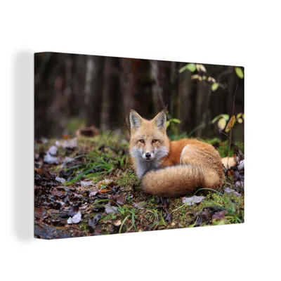 Produktbild von MuchoWow® - Leinwandbilder - Fuchs - Wald - Tier, Wandbild, Wanddeko Bilder Wohnzimmer, 120x80cm