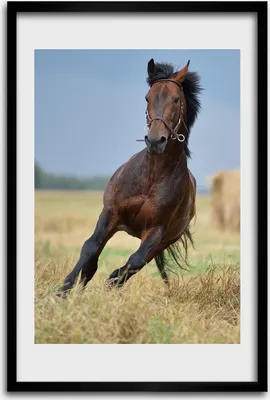 Produktbild von Bild - Bilderrahmen - 40 cm x 60 cm - MDF - Rahmen - Wandkunst - Pferd auf dem Feld