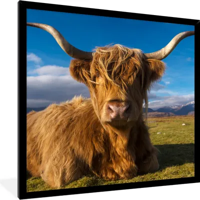 Produktbild von MuchoWow® Gerahmtes Poster Schottische Highlander - Tiere - Gras 40x40 cm - Poster mit Schwarzem Bilderrahmen Wandposter Rahmen Foto Bilder - Mit Rahmen - Wanddekoration Schlafzimmer