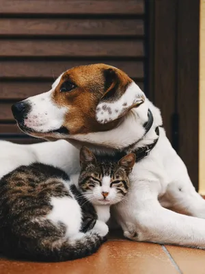 Wandposter Tiere Hund & Katze 40x30 cm Kunstdruck