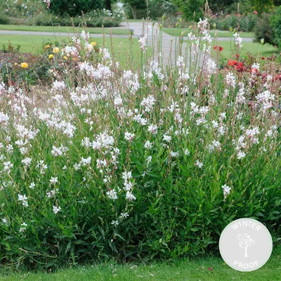 Produktbild von Gaura Lindheimeri, Prachtkerze, Staude, 10-20 cm, Topf 9 cm