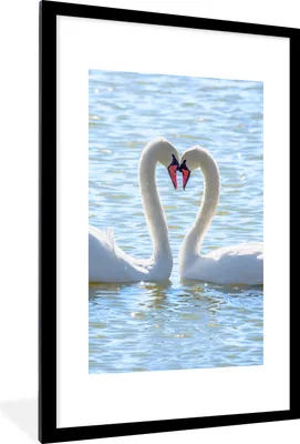 Produktbild von MuchoWow® Gerahmtes Poster Vögel - Schwan - Wasser - Liebe - Sonne 60x90 cm - Poster mit Schwarzem Bilderrahmen Wandposter Rahmen Foto Bilder - Dekoration - Wandposter Wohnzimmer - Hochwertig