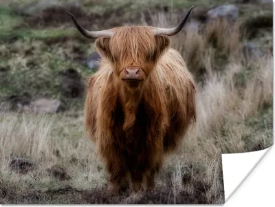 Produktbild von MuchoWow® Poster Schottischer Hochländer - Moos - Gras 120x90 cm - Wandbild