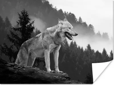 Produktbild von MuchoWow® Poster Wolf - Wald - Schwarz - Weiß 160x120 cm - Foto Plakat