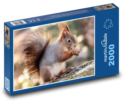 Obrázek produktu pro Puzzle 2000 Veverka na stromě - martinpuzzle