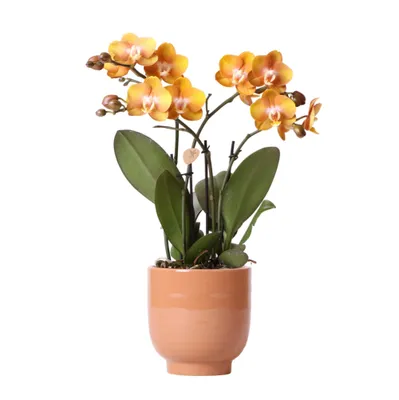 Produktbild von Kolibri Orchids | Orange Phalaenopsis-Orchidee Las Vegas im cognacfarbenen glasierten Topf - Topfgröße Ø12cm