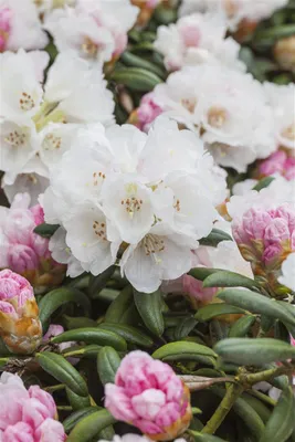 Produktbild von Rhododendron yakushimanum 'Koichiro Wada', weiß, 30–40 cm