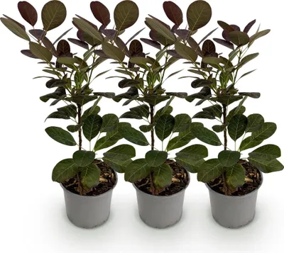 Produktbild von Cotinus coggygria Royal Purple - 3 Pflanzen - 12cm - Höhe 35cm - Gartenpflanze