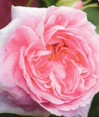 Produktbild von Historische Strauchrose Königin von Dänemark - Duft +++++ Alba Rose