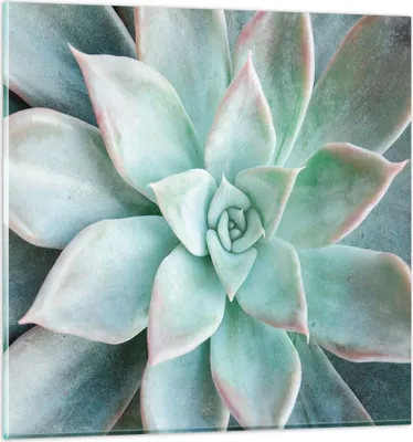 Produktbild von Bilder auf glas - Einteilig - Blau Blätter Agave - 50x50cm - Glasbilder - Wandbilder - Bilder - zum Aufhängen bereit - Wanddekoration aus Glas - Glas Bilder - Wandbild auf Glas - GAC50x50-4628