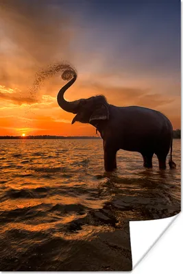 Produktbild von MuchoWow® Poster Elefant - Meer - Tiere - Sonnenuntergang - Orange 120x180 cm - Kunstposter