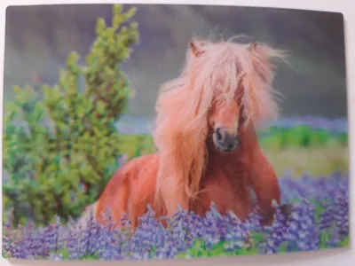 Produktbild von 3 D Ansichtskarte braunes Pferd, Pferde Postkarte Wackelkarte Hologrammkarte, Tier Pony Islandpony