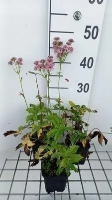 Produktbild von 6 x  Astrantia major 'Rosea' - Sterndolde - Topf 9 x 9 cm
