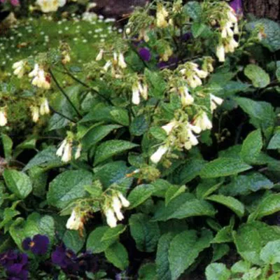 Obrázok produktu pre 6 x kaukazský komonica - Symphytum grandiflorum | Kvetináč 9cm x 9cm