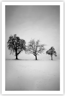 Produktbild von Poster - Poster ohne Rahmen - Winter Bäume Schnee - 61x91,5 cm - Wand Bild - Wanddeko - Wandbilder - Kunstposter - Wandposter - Bilder - Kunstdruck - Wanddekoration - Wandbild - P2XPA61x91-4958