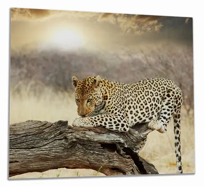 Produktbild von Wallario Herdabdeckplatte aus Glas, Größe 60 x 52 cm 1-teilig, Motiv Leopard auf Baumstamm in Afrika